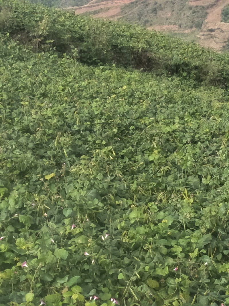官田土瓜