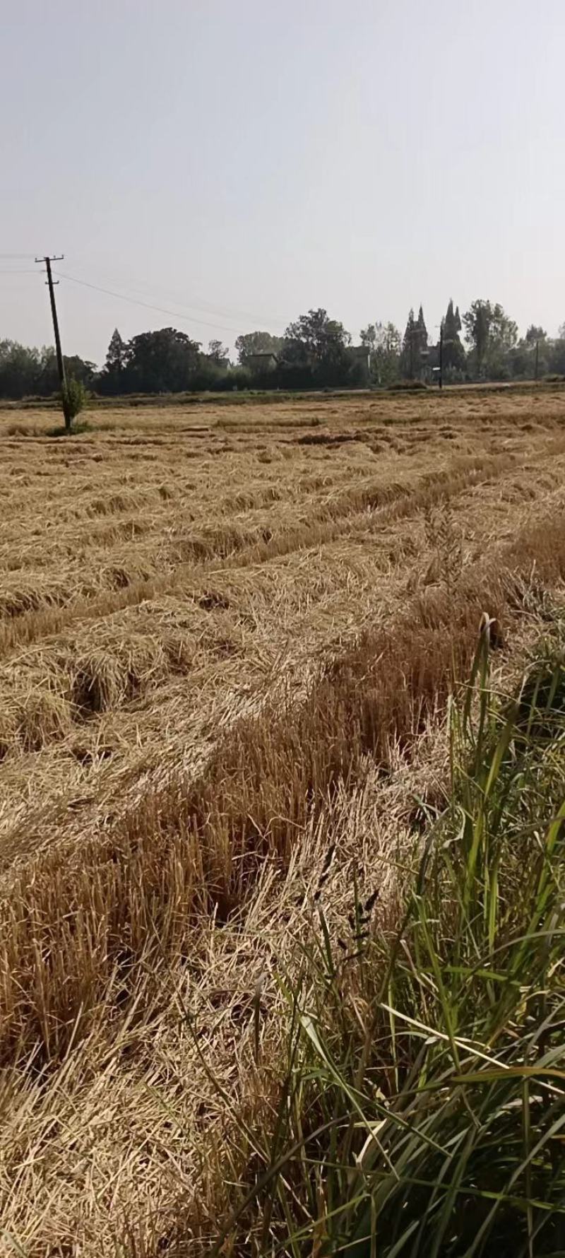 无过雨优质小方捆干稻草