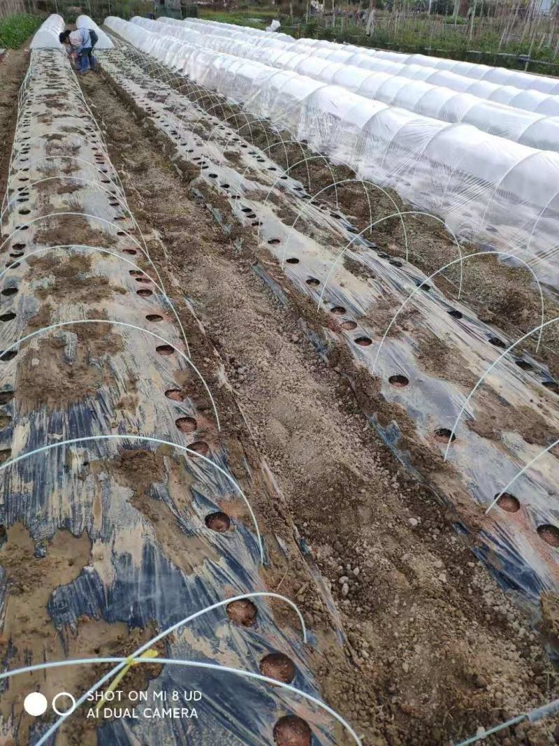 弓子玻璃纤维杆拱棚支架菜棚保温棚支架拱杆葡萄避雨棚支撑杆