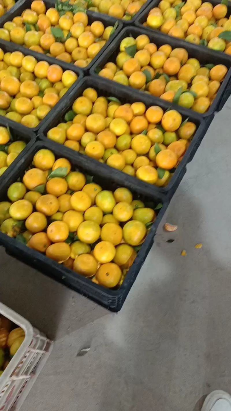 精品高山蜜橘小叶蜜橘细皮化渣果面干净合作共赢