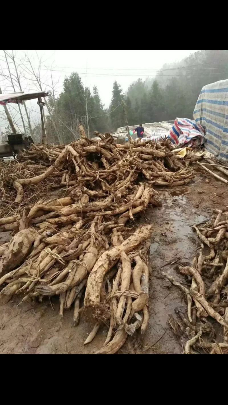 湖北十堰纯野生葛根，葛根片