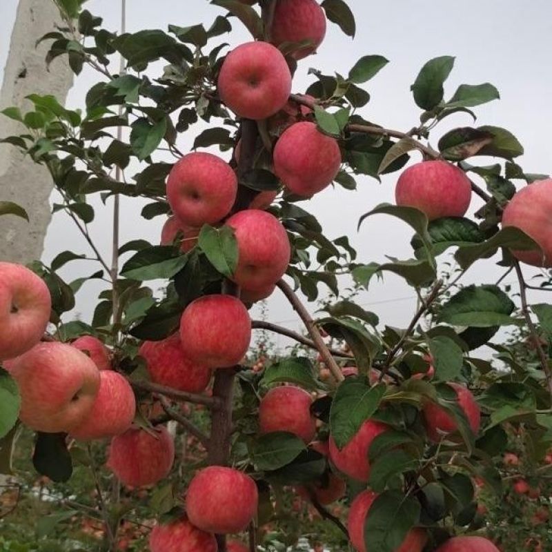 苹果树苗华硕鲁丽烟富8寒富士秦脆苹果苗基地供应包活包邮