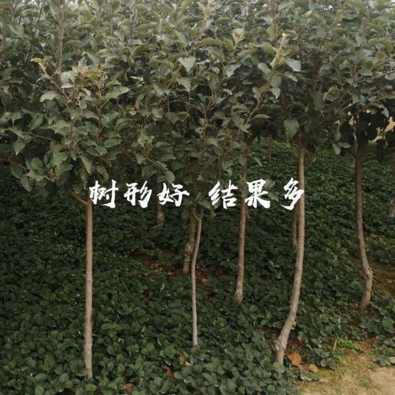 苹果树苗华硕鲁丽烟富8寒富士秦脆苹果苗基地供应包活包邮