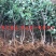苹果树苗华硕鲁丽烟富8寒富士秦脆苹果苗基地供应包活包邮