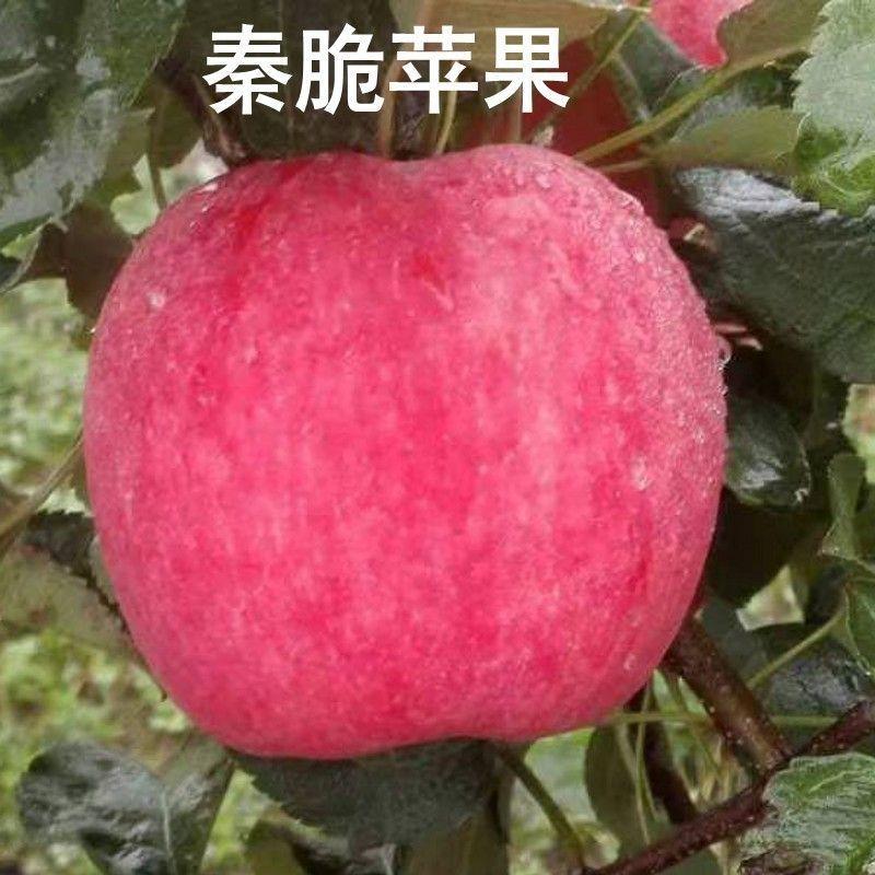 苹果树苗华硕鲁丽烟富8寒富士秦脆苹果苗基地供应包活包邮