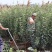 苹果树苗华硕鲁丽烟富8寒富士秦脆苹果苗基地供应包活包邮