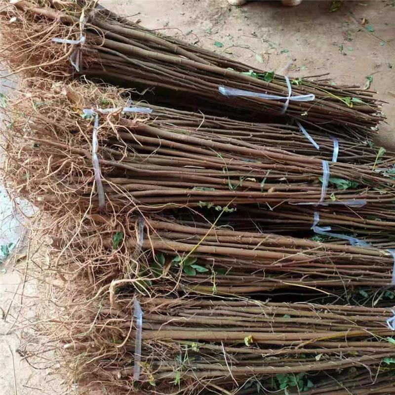 《推荐》刺槐苗槐树基地规格齐全基地直发欢迎咨询
