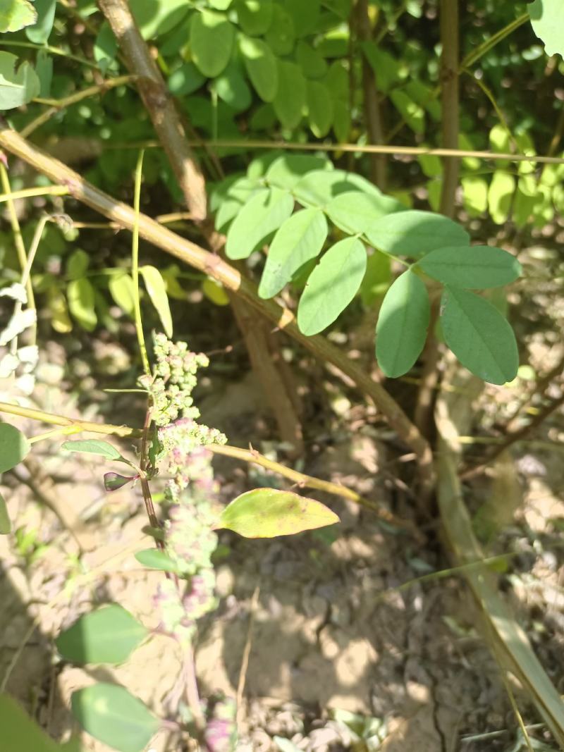 《推荐》刺槐苗槐树基地规格齐全基地直发欢迎咨询