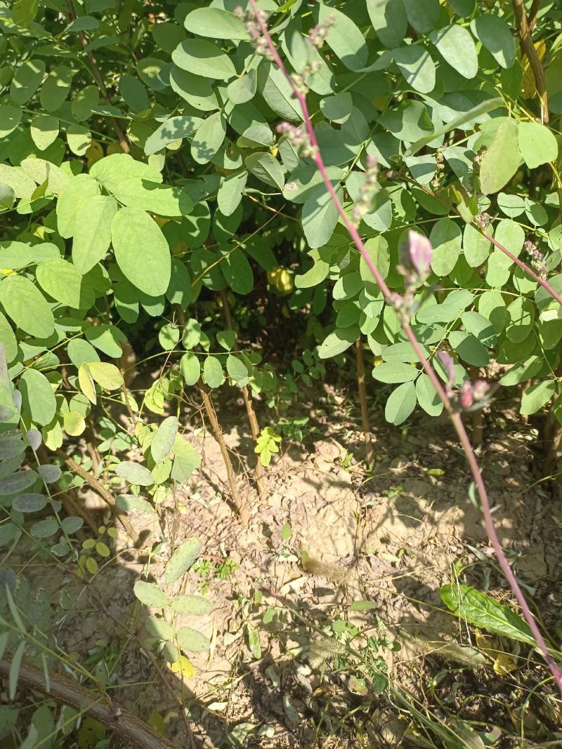 《推荐》刺槐苗槐树基地规格齐全基地直发欢迎咨询