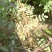 《推荐》刺槐苗槐树基地规格齐全基地直发欢迎咨询