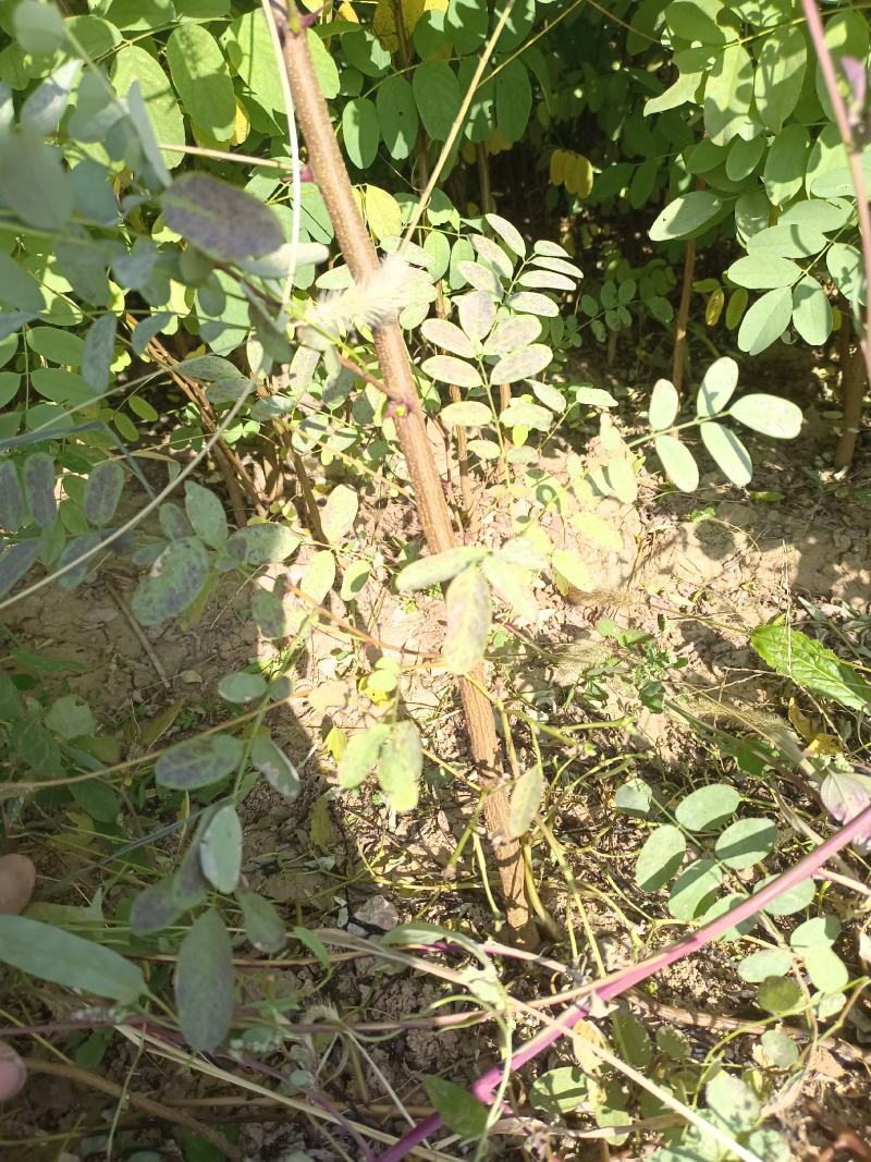 《推荐》刺槐苗槐树基地规格齐全基地直发欢迎咨询