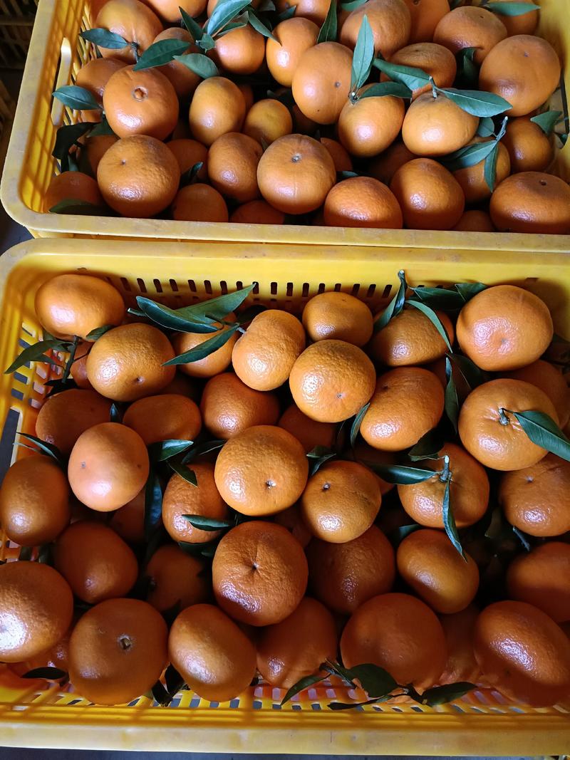 棉橘大量上市，又名臭皮柑，口感甜，颜色漂亮，表面干净