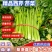 【精品芹菜】优质大棚芹菜基地，产地直供，一手货源