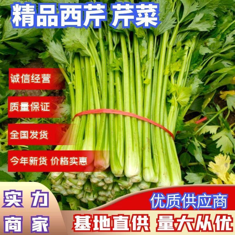 【精品芹菜】优质大棚芹菜基地，产地直供，一手货源