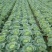 【精品甘蓝】甘蓝扁包菜湖北天门产地直供价格实惠欢迎来电