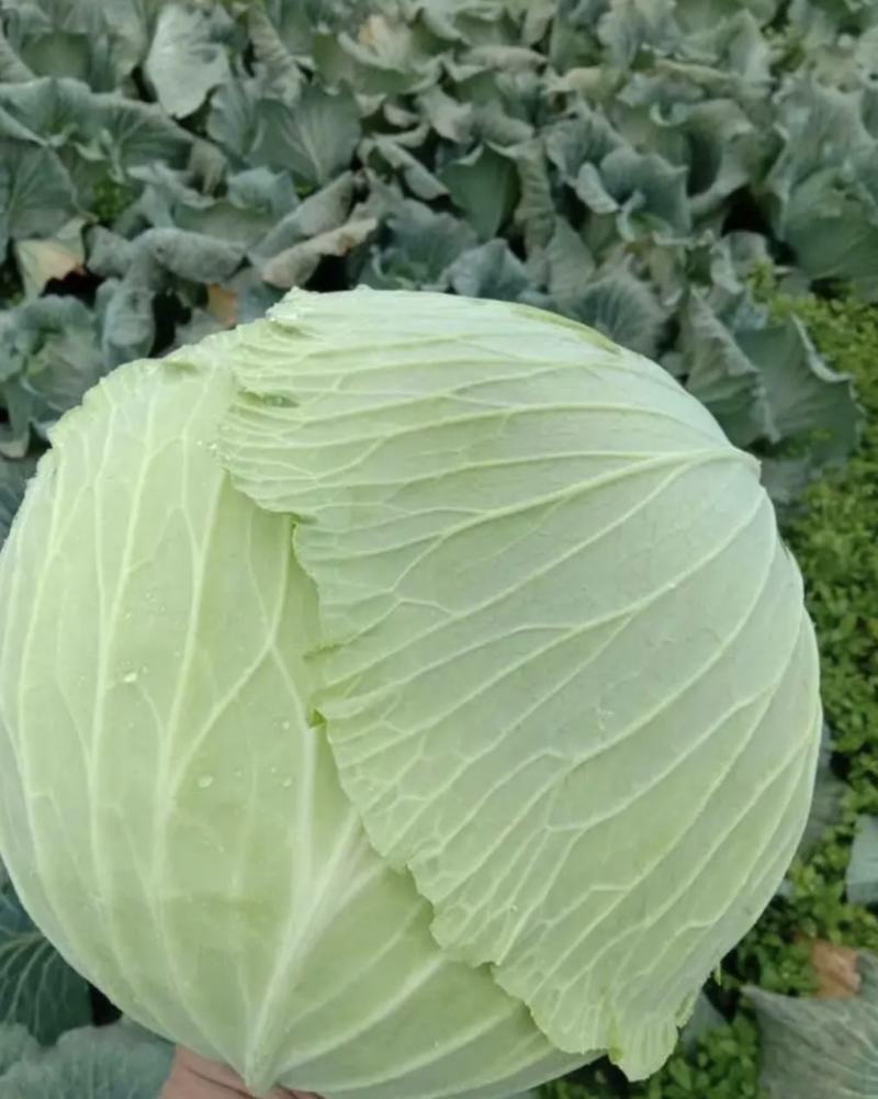 【精品甘蓝】甘蓝扁包菜湖北天门产地直供价格实惠欢迎来电