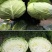 【扁包菜】甘蓝扁包菜湖北基地直供货量充足可视频看货电联