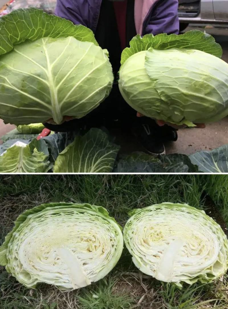 【扁包菜】甘蓝扁包菜湖北基地直供货量充足可视频看货电联