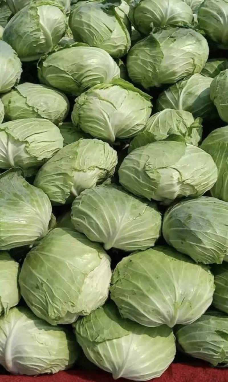 【扁包菜】甘蓝扁包菜湖北基地直供货量充足可视频看货电联