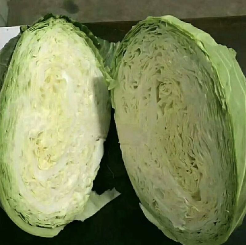 【扁包菜】甘蓝扁包菜湖北基地直供货量充足可视频看货电联
