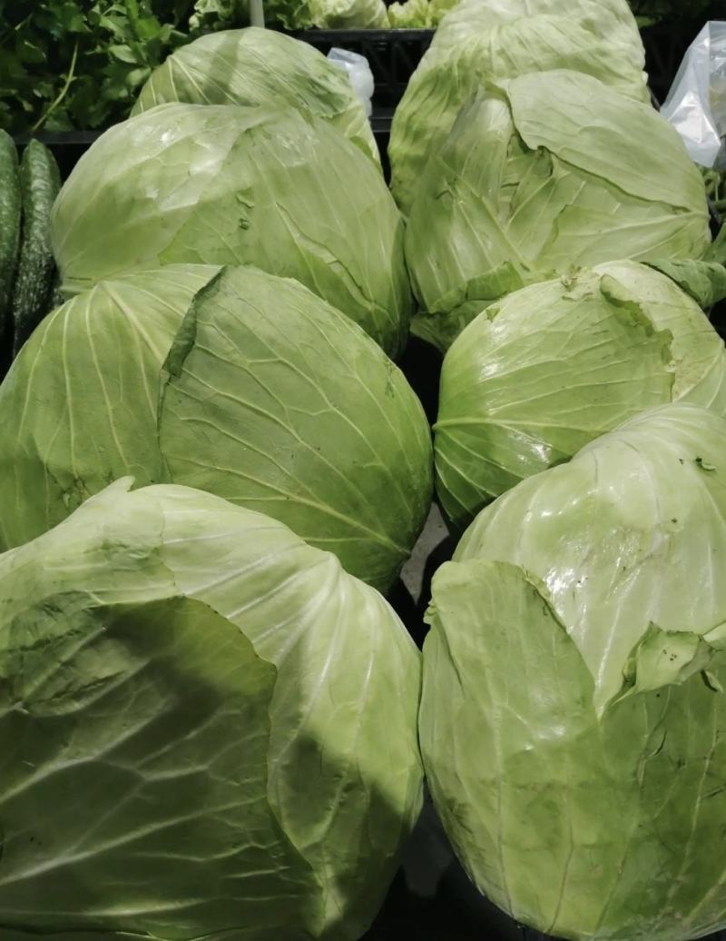 【扁包菜】甘蓝扁包菜湖北基地直供货量充足可视频看货电联