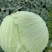 【扁包菜】甘蓝扁包菜湖北基地直供货量充足可视频看货电联