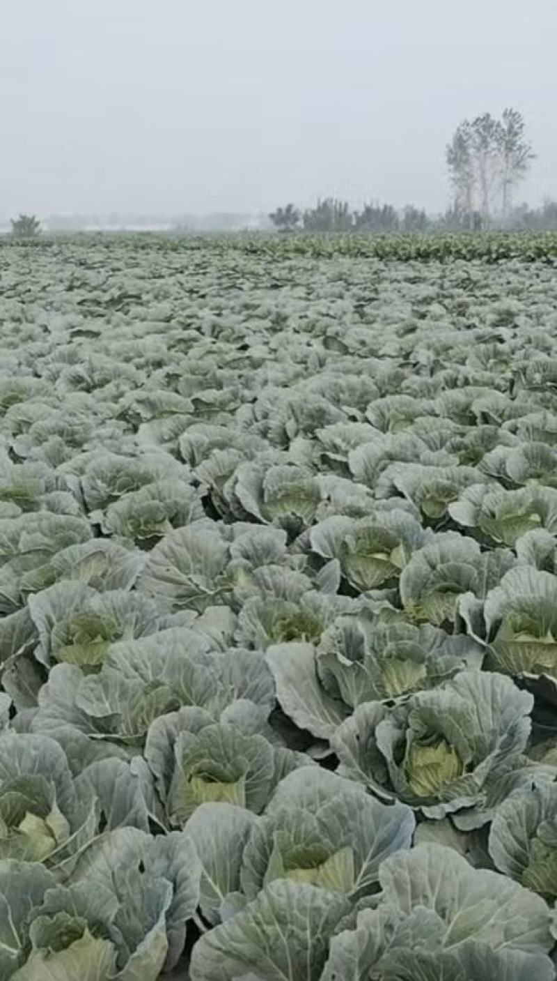 【扁包菜】甘蓝扁包菜湖北基地直供货量充足可视频看货电联