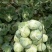 【扁包菜】甘蓝扁包菜湖北基地直供货量充足可视频看货电联