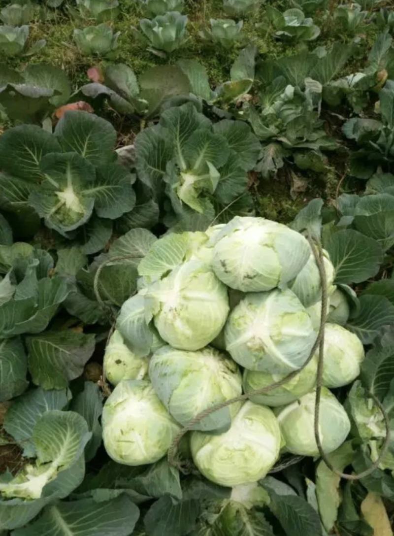 【扁包菜】甘蓝扁包菜湖北基地直供货量充足可视频看货电联