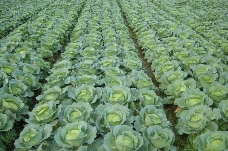 【扁包菜】甘蓝扁包菜湖北基地直供货量充足可视频看货电联