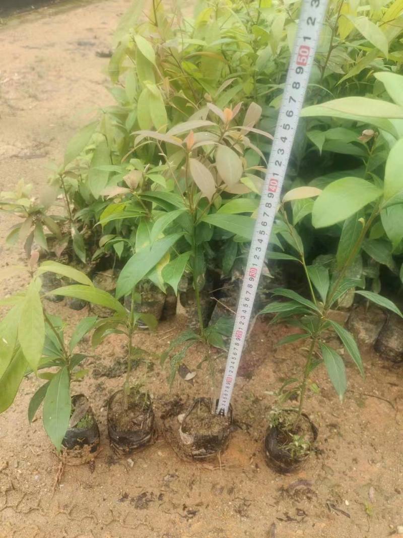 楠木袋苗，小叶贞楠，金丝楠木，基地直发，一手货源质量保证