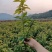 楠木袋苗，小叶贞楠，金丝楠木，基地直发，一手货源质量保证