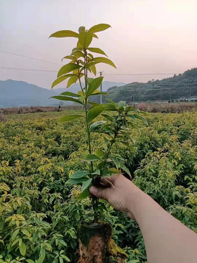 楠木袋苗，小叶贞楠，金丝楠木，基地直发，一手货源质量保证