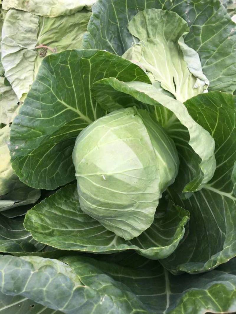 山东潍坊甘蓝圆包菜颜色鲜绿菜宣产地直供！