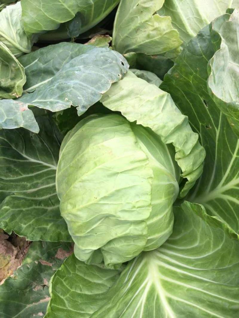 山东潍坊甘蓝圆包菜颜色鲜绿菜宣产地直供！