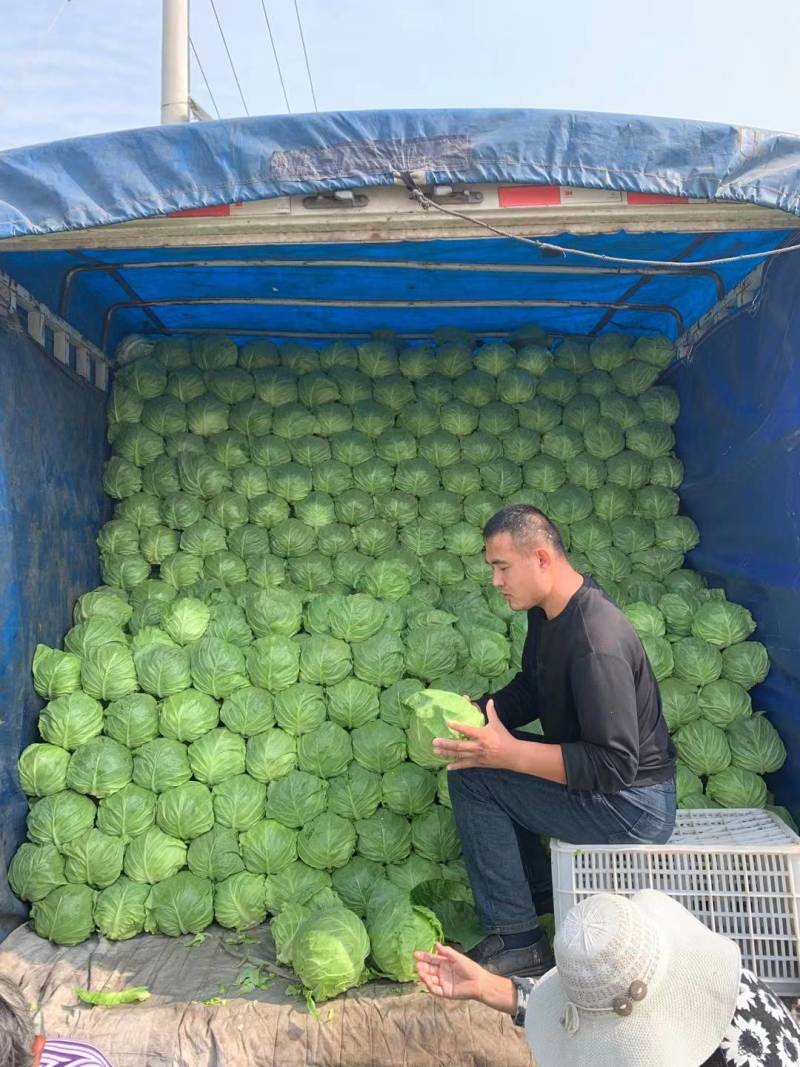 山东潍坊甘蓝圆包菜颜色鲜绿菜宣产地直供！