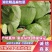 【精品甘蓝】甘蓝扁包菜湖北天门产地直供价格实惠欢迎来电