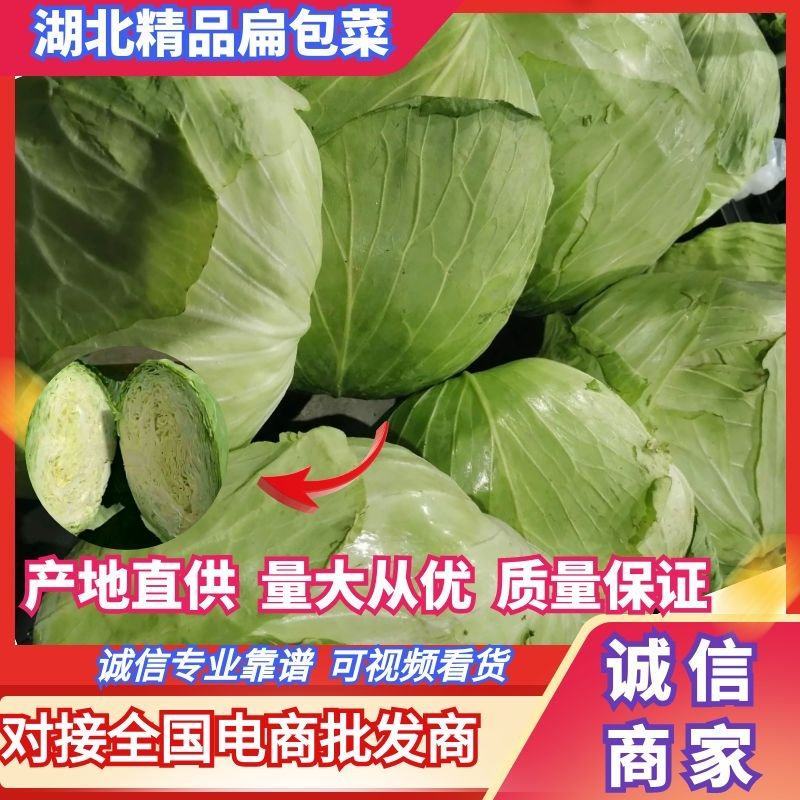 【精品甘蓝】甘蓝扁包菜湖北天门产地直供价格实惠欢迎来电