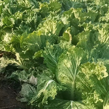 唐山玉田自己家种的大白菜