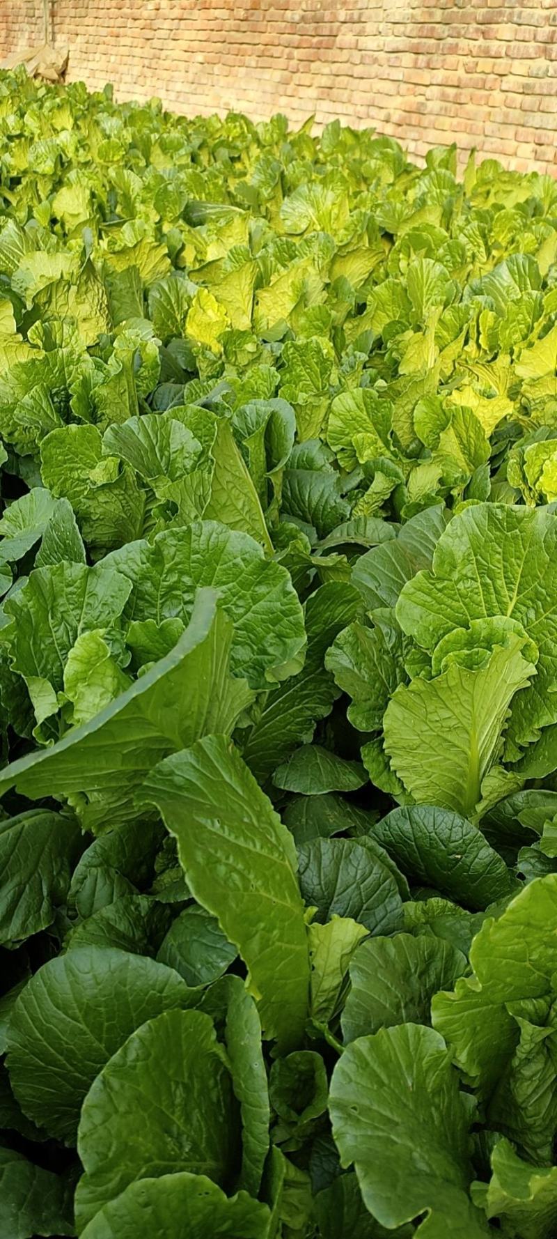 大颗小白菜特价了