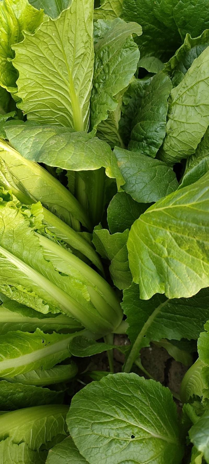 大颗小白菜特价了