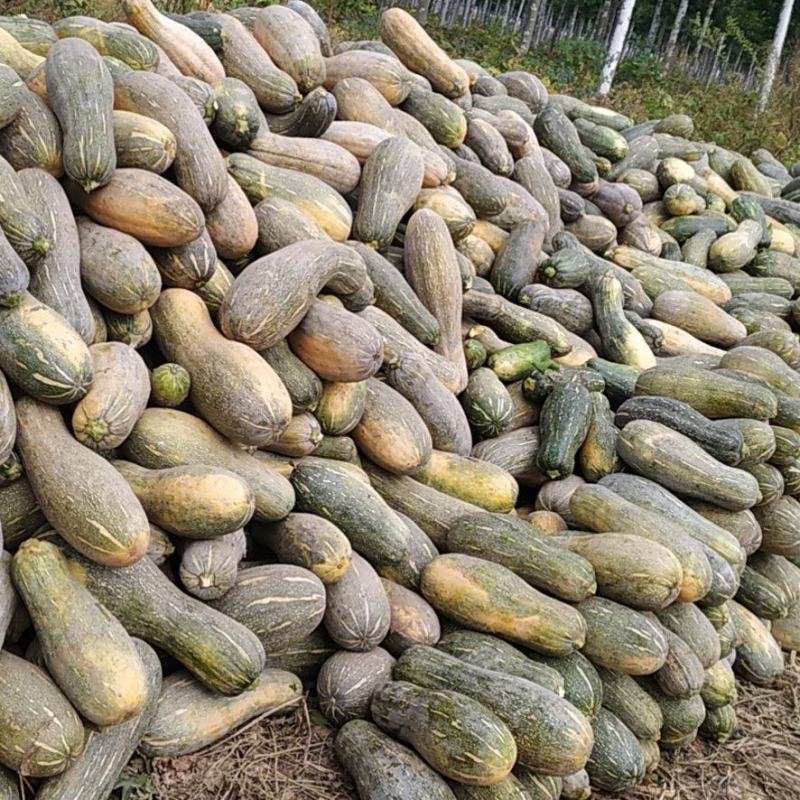 养殖场南瓜