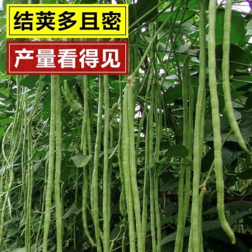 袁豇长优摘不尽长豇豆种子早中熟小叶高产耐寒厚肉型长豆角种