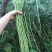 袁豇长优摘不尽长豇豆种子早中熟小叶高产耐寒厚肉型长豆角种