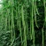 袁豇长优摘不尽长豇豆种子早中熟小叶高产耐寒厚肉型长豆角种