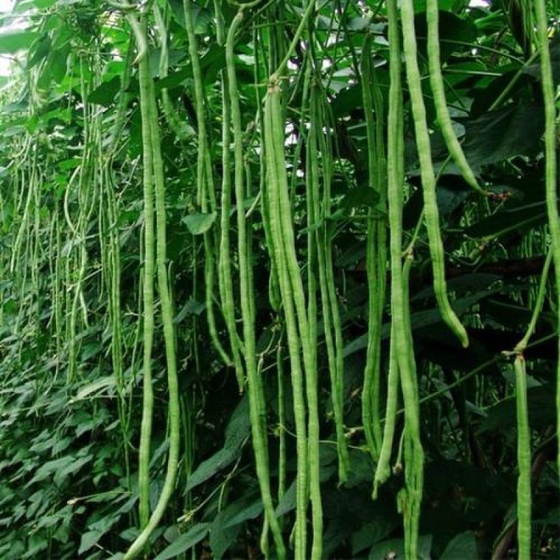 袁豇长优摘不尽长豇豆种子早中熟小叶高产耐寒厚肉型长豆角种
