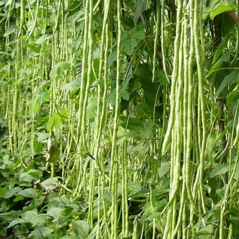 袁豇长优摘不尽长豇豆种子早中熟小叶高产耐寒厚肉型长豆角种