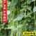 袁豇长优摘不尽长豇豆种子早中熟小叶高产耐寒厚肉型长豆角种