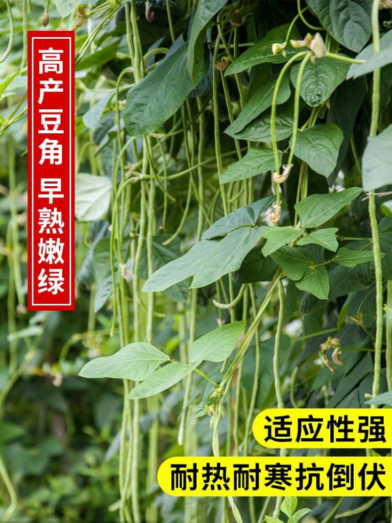 袁豇长优摘不尽长豇豆种子早中熟小叶高产耐寒厚肉型长豆角种