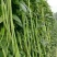 袁豇长优摘不尽长豇豆种子早中熟小叶高产耐寒厚肉型长豆角种